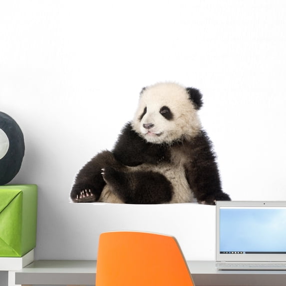 Giant Panda 6 Months Wall Decal by Wallmonkeys Peel and Stick Graphic (18 in W x 13 in H) WM254532
