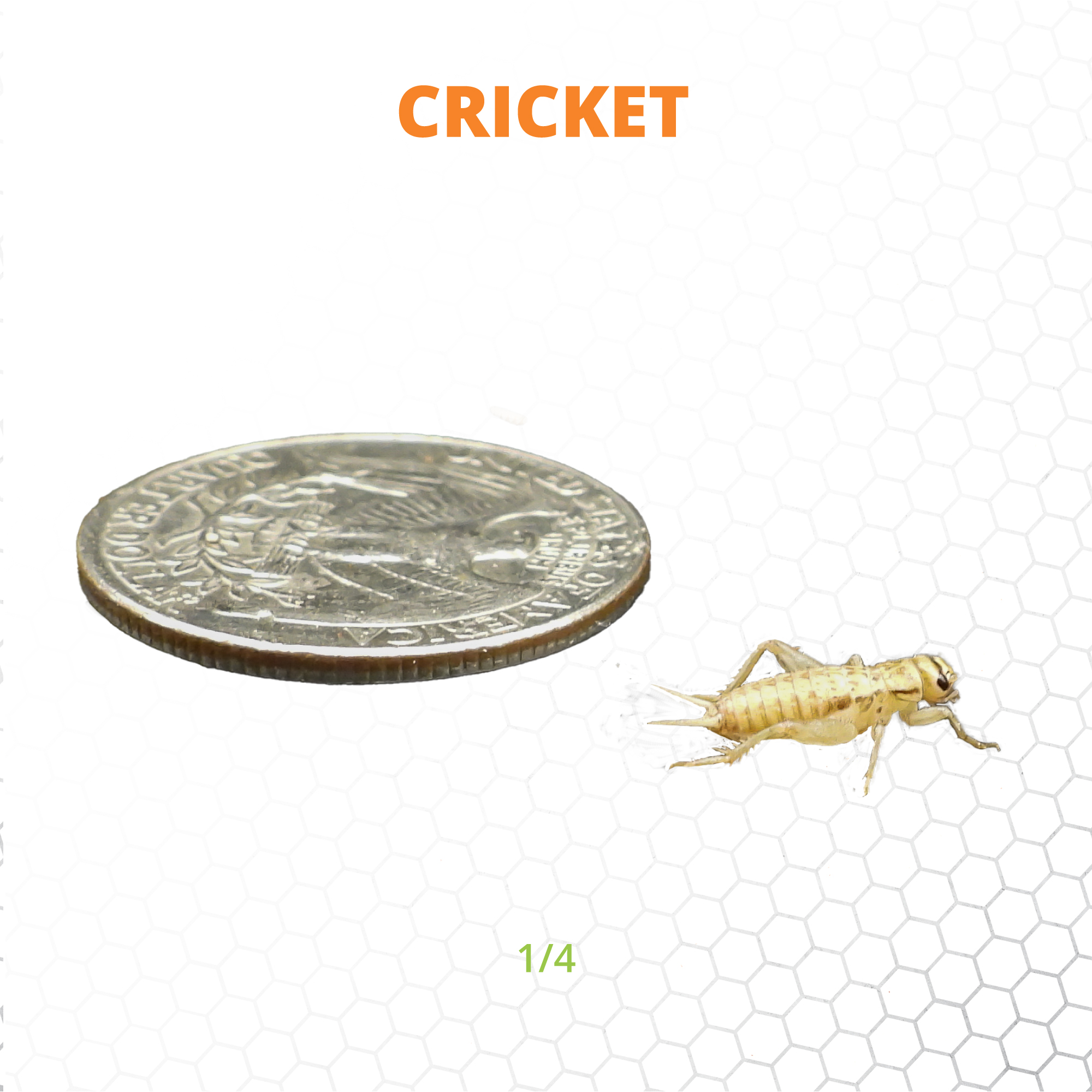 Mack's Natural Reptile Food 1 x box of 1,000 1/4" Crickets