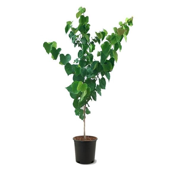 Expert Gardener 3-4 ft tall Eastern Redbud Live Tree in 7-Gallon Grower Pot