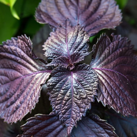 Shiso Seeds - Purple - 0.25 Oz - Non-GMO Herb Garden & Microgreens / Micro Herbs - AKA: Perilla, Beefsteak