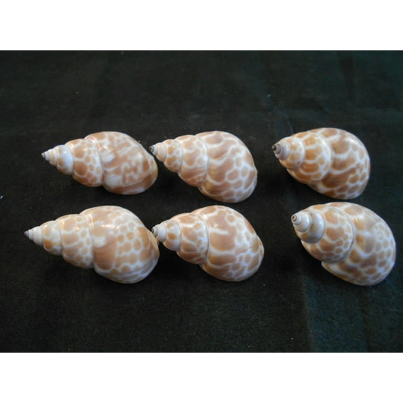 Set of 6 Babylon Shells (Babylonia Japonica) 1 1/4 - 1 1/2" (32-38mm) for Small Hermit Crabs Ocean Arts & Crafts