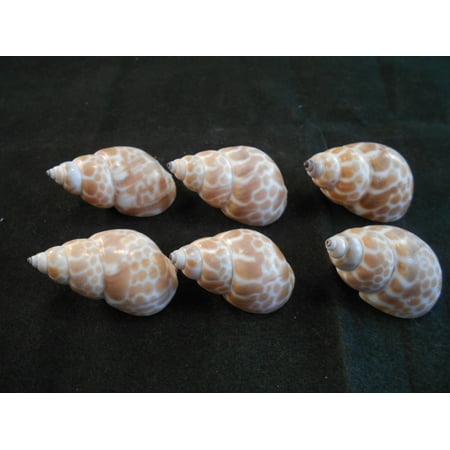 Set of 6 Babylon Shells (Babylonia Japonica) 1 1/4 - 1 1/2