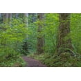 thumbnail image 2 of Jaynes Gallery 14x11 White Modern Wood Framed Museum Art Print Titled - USA-Washington State-Olympic National Forest Ranger Hole Trail through forest, 2 of 4