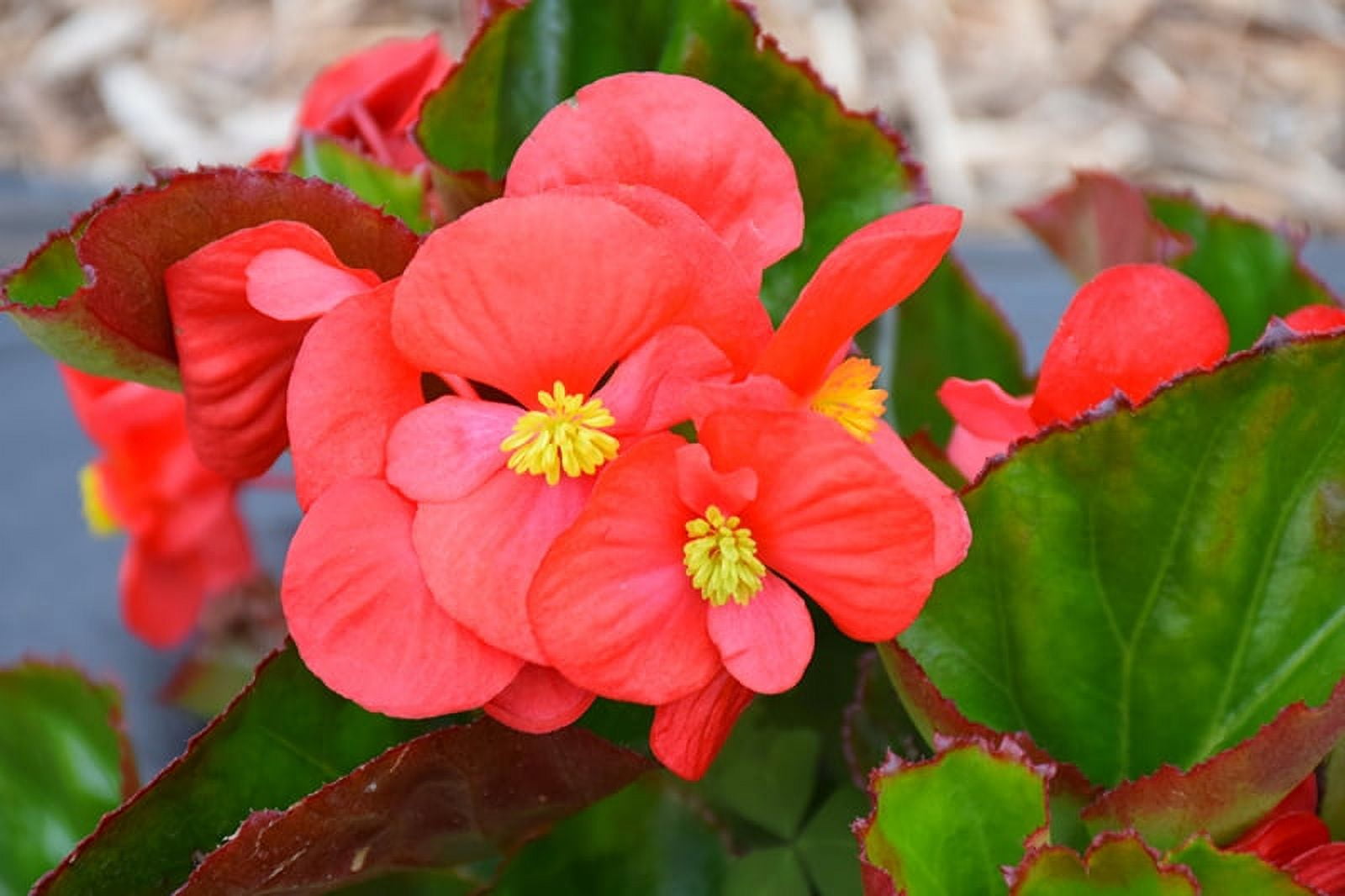 Expert Gardener 1.5g Begonia Senator IQ Series Scarlet Hanging Basket Live Plant, Gifts for Father