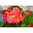 thumbnail image 3 of Expert Gardener 1.5G Begonia Senator Iq Series Scarlet Hanging Basket Live Plant, 3 of 6