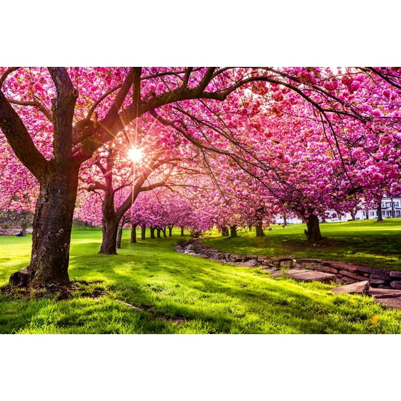CZ Grain 12 Sakura Tree Plant Seeds, Cold Stratified Pink Flowering Tree
