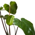 thumbnail image 3 of Homalomena 'Emerald Gem' | Live Plant for Indoor & Outdoor, 3 of 6