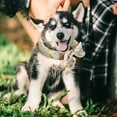 thumbnail image 2 of TIELUTT Cool Pet Scarf Cool Scarf for Dogs Summer Heat Prevention Cool Scarf for Dogs Neck Dog Name Dog Colors Dog Name Christmas Dog Custom Dog Color, 2 of 5