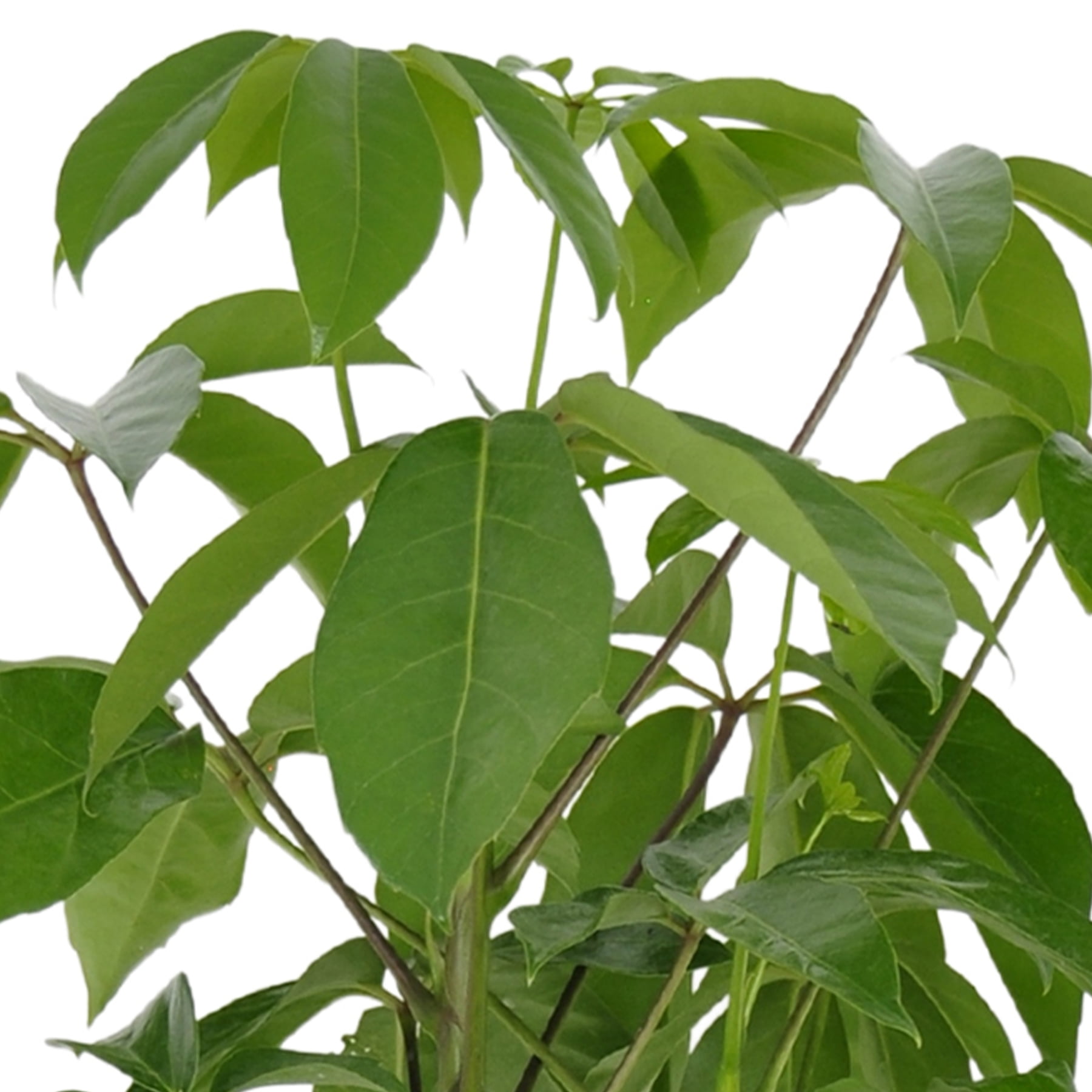 United Nursery Schefflera Amate Umbrella Plant - Thumbnail 5