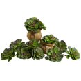 thumbnail image 1 of 6??Écheveria Succulente (Lot de 12), 1 of 5