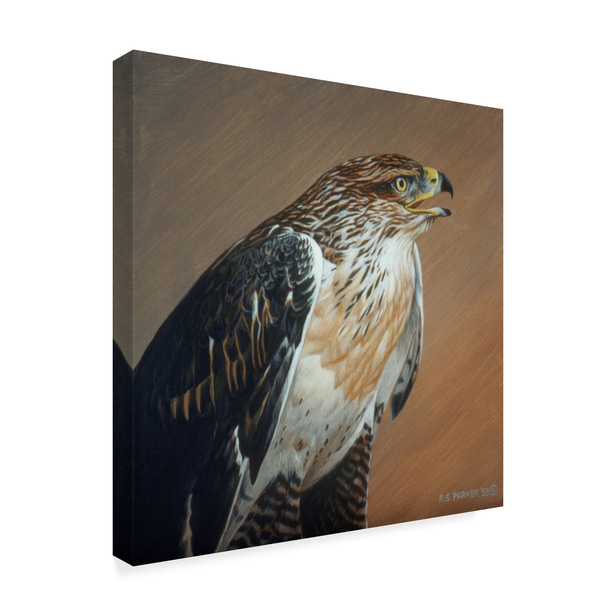 Trademark Fine Art 'Ferruginous Hawk' Canvas Art by Ron Parker