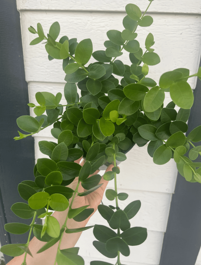 Hoya Cunninghamia Rooted Cuttings Plant Live Indoor Outdoor, Fully Rooted Live Plant