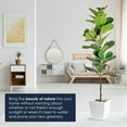 thumbnail image 4 of American Art Decor Artificial Fiddle Fig Tree in White Square Ceramic Pot - 60", 4 of 6