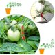 thumbnail image 5 of 30pcs Plant Bender Branch Fixing Clip Low Stress Training Branches for Benders Tool Bending Clamp 90 Degree Suitable for Flowers Vegetables Fruit Tree, 5 of 5
