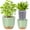 Green, variant on QCQHDU 7.2 Inch Self Watering Planters for Indoor Plants with Bottom Watering,2Pack Flower Plant Pots for Outdoor with Drainage, Durable Plastic planters Pots(Green)