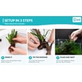 thumbnail image 4 of Canton Aquatics Java Fern Windelov Live Aquarium Plant Green 5-8 in 1 Count, 4 of 10