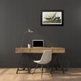thumbnail image 4 of Audubon, John James 24x17 Black Modern Framed Museum Art Print Titled - Sora, or Rail, 4 of 5