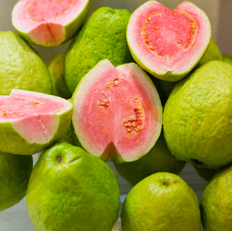 Guava Tree Live Plant, Pink Guava Trees, Guava Fruit Tree for Planting Indoor Outdoor Garden, 4 to 7 Inches Tall, NO POT