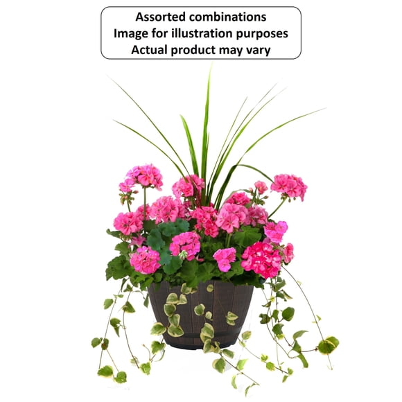 Expert Gardener #15 Barrel Planter Flowering Annuals, Assorted Colours & Varieties, Outdoor Live Plants for Home Garden