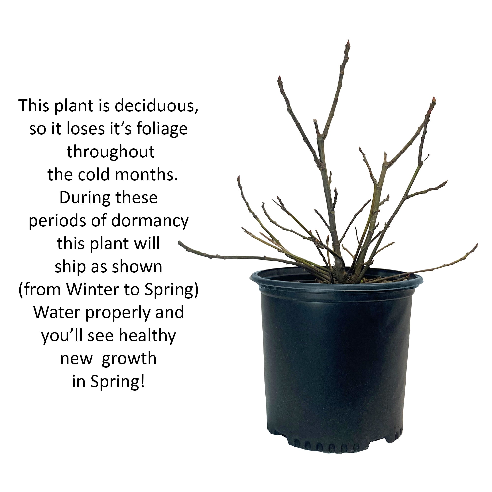 Expert Gardener 10' Turkey Fig Live Plants Pot