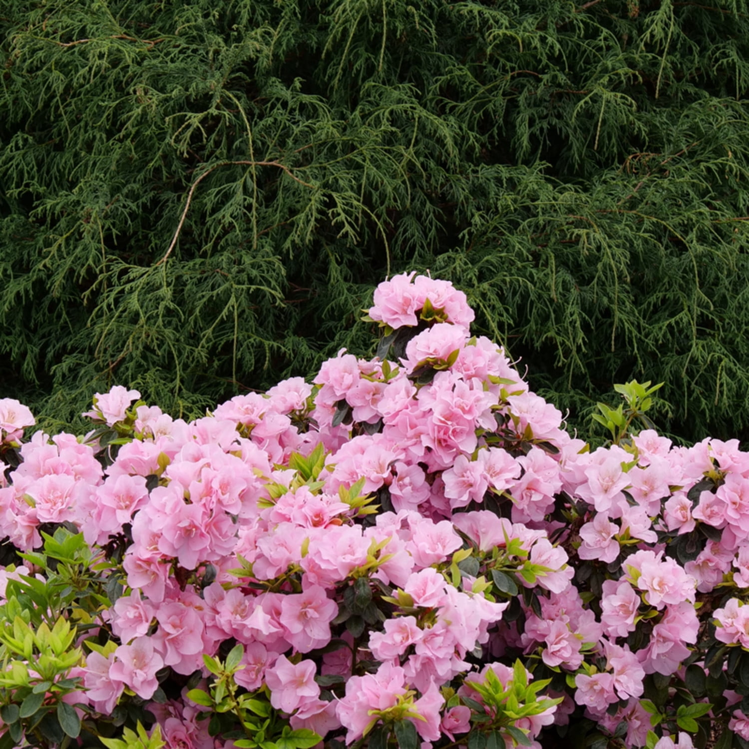 Proven Winners ColorChoice 5" Perfecto Mundo Double Pink Reblooming Azalea Live Plant in 4.5" Pot (4 Count)