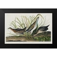 thumbnail image 2 of Audubon, John James 24x17 Black Modern Framed Museum Art Print Titled - Sora, or Rail, 2 of 5