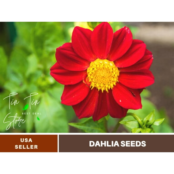 40  Rare Seeds-Baby Red Dahlia Seeds-#D009-Authentic Seeds-Flowers-Seeds-Rose seeds-Herb seeds-Vegetable Seeds-Mix Seeds for Plant- B3G1