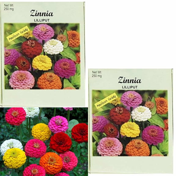 Valley Greene 250mg Zinnia Seeds – Lilliput Mix:2CT
