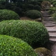 thumbnail image 3 of 1 Gal. Japanese Boxwood - Hardy Evergreen Hedge Plant, 3 of 5