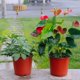thumbnail image 5 of 110 Uds. Contenedor de vivero de plantas de jardín, maceta reutilizable para plantas, 5 of 5