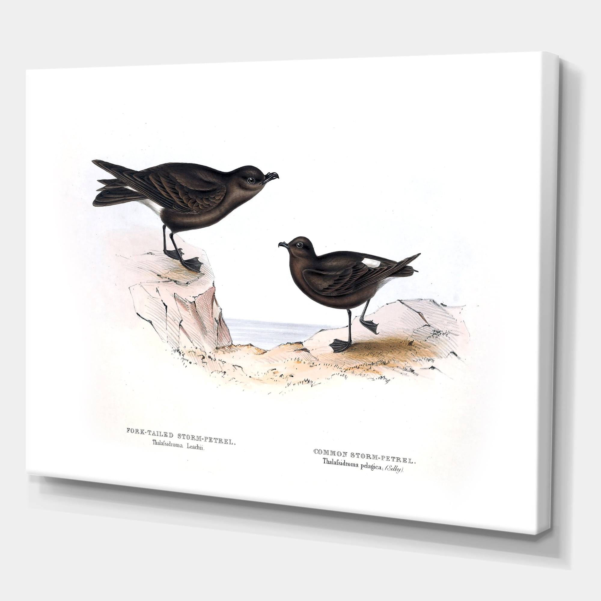 Designart ' Ancient Bird Of Europe III ' Traditional Canvas Wall Art Print