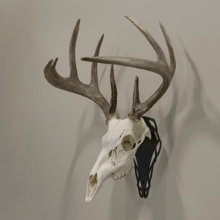 蝦夷鹿hunting trophy（deer skull） 蝦夷鹿hunting trophy（deer skull） Isolated Hunting Trophy