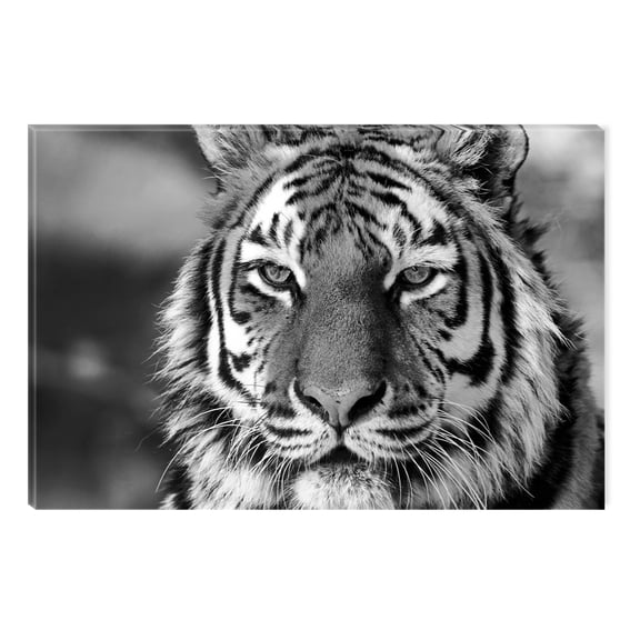 Startonight Canvas Wall Art Black and White Abstract Wise Tiger, Dual View Surprise Artwork Modern Framed Ready to Hang Wall Art 100% Original Art Painting 23.62 X 35.43 inch