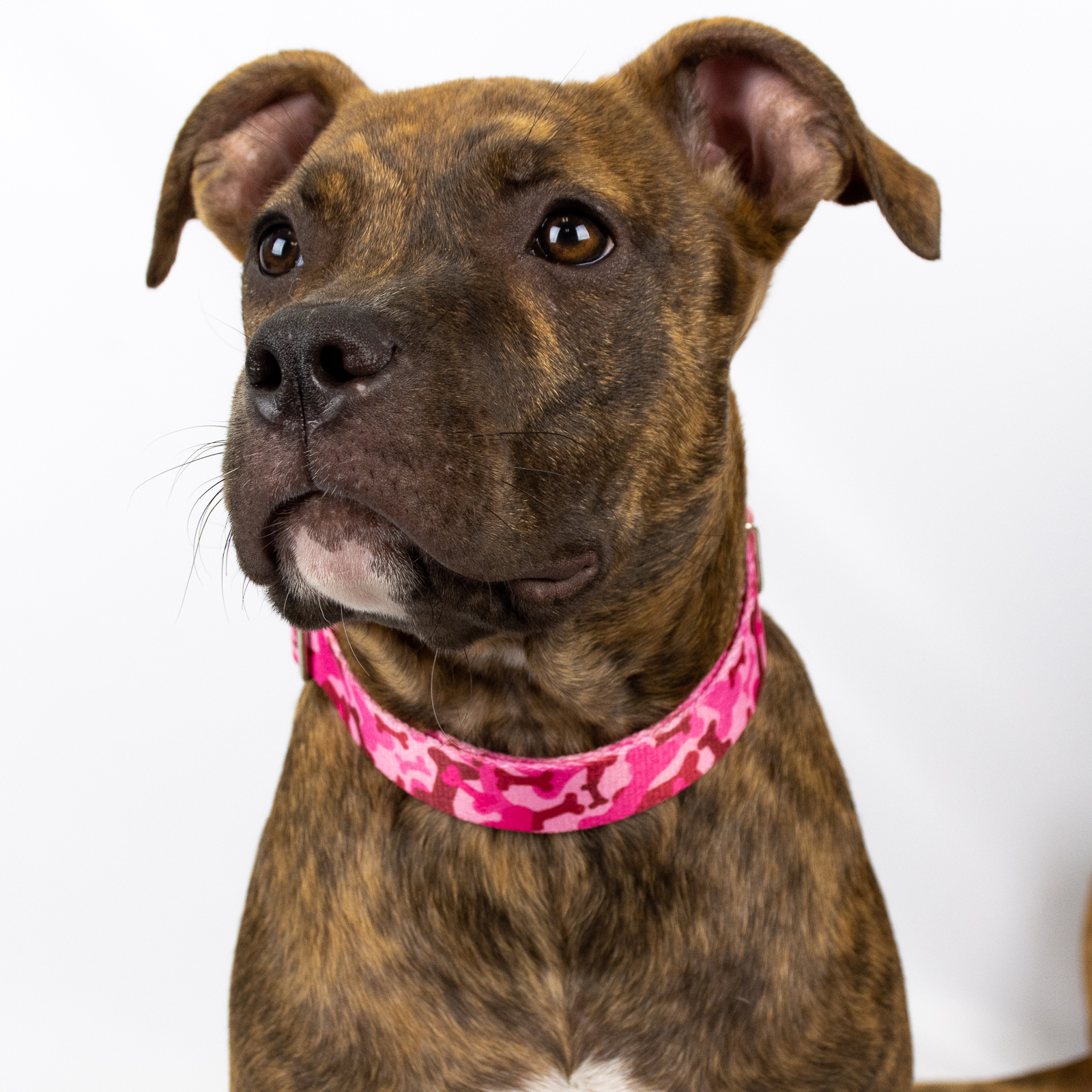 Country Brook Petz® Premium Pink Bone Camo Dog Collar, Medium - image 2 of 6
