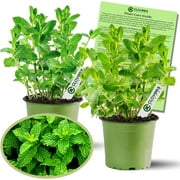 Clovers Garden Peppermint Mint Live Plant (2 Count), Non GMO