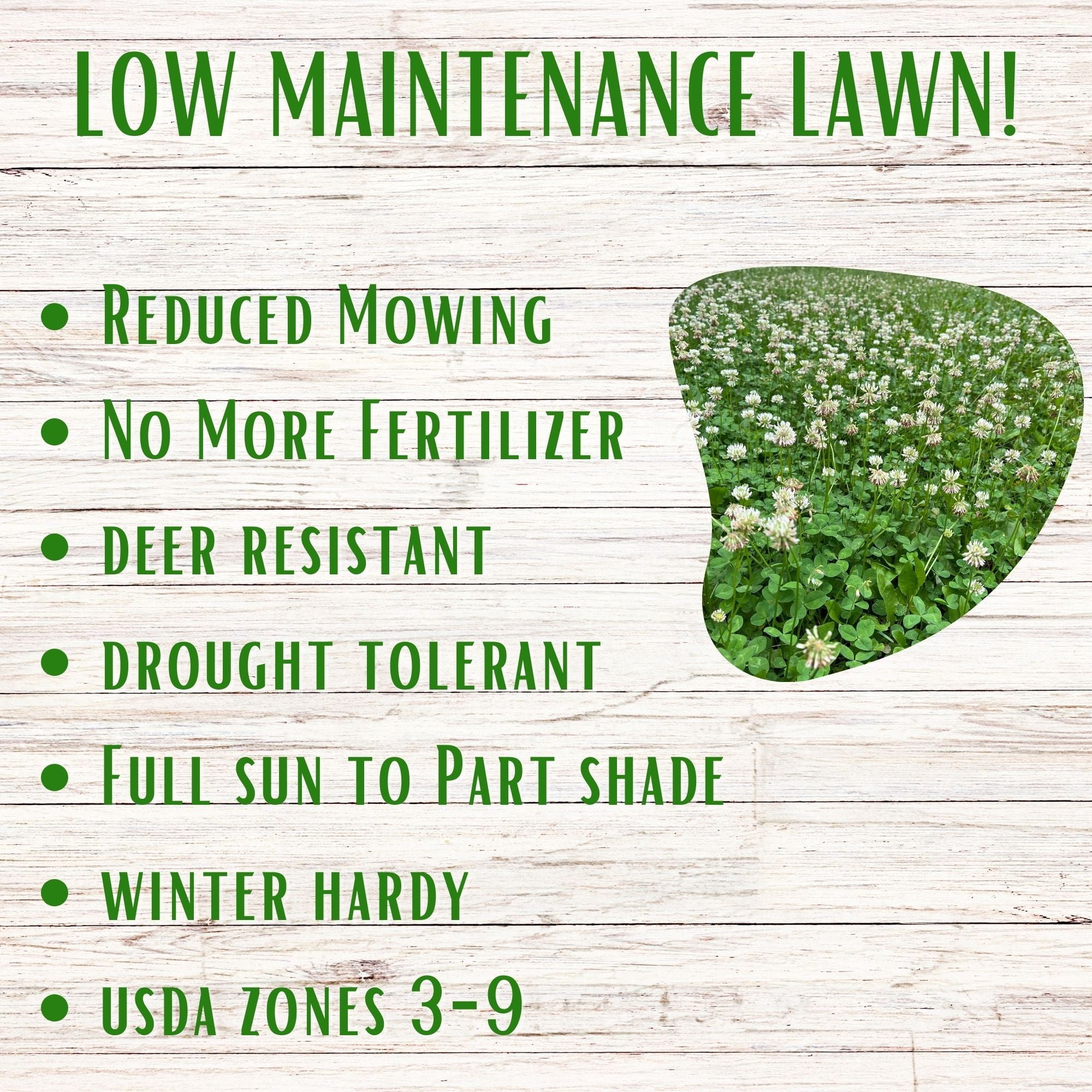 Flawn Seed Kits 1000 Sqft Dutch White Clover Plant Seeds, Low Maintenance Flowering Lawn