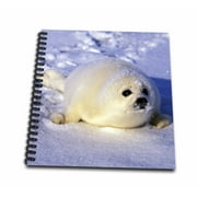 3dRose Gulf of St. Lawrence, Harp Seal-CN14 GJE0024 - Gavriel Jecan - Mini Notepad, 4 by 4-inch