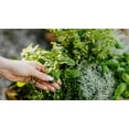 thumbnail image 5 of Set of 6 Random Mint Live Herb Plants, 4–6 Inches Tall, Mixed Mint Varieties for Garden, Patio, and Container Growing, 5 of 5