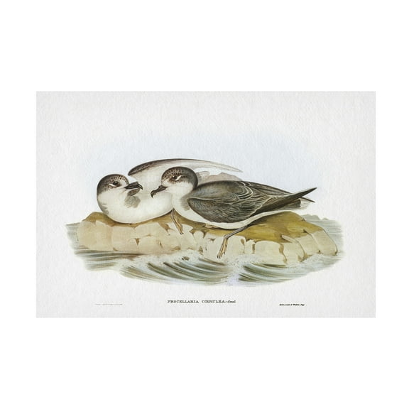 Trademark Fine Art Elizabeth Gould Seabird Pairing VIII Canvas Wall Art