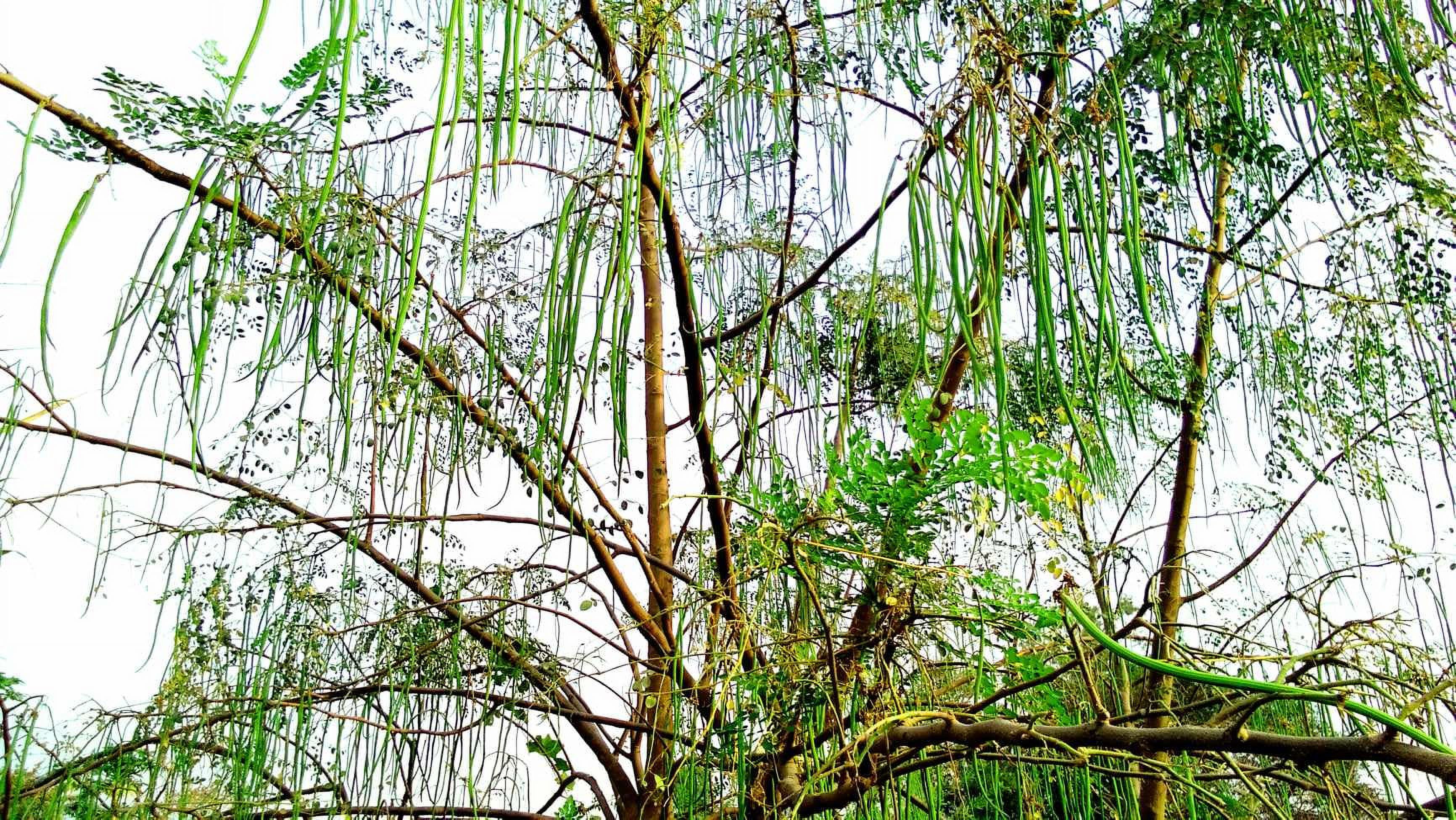 2 Live Moringa Tree Seedlings 1 Foot Tall Moringa Oleifera Plants Miracle Tree Drumstick Tree Malunggay Edible Superfood Trees for Planting