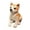 B, variant on 9-Inch Plush Puppy Sleeping Companion - Soft Huggable Dog Doll with Cotton Filling for Comfort and Decor