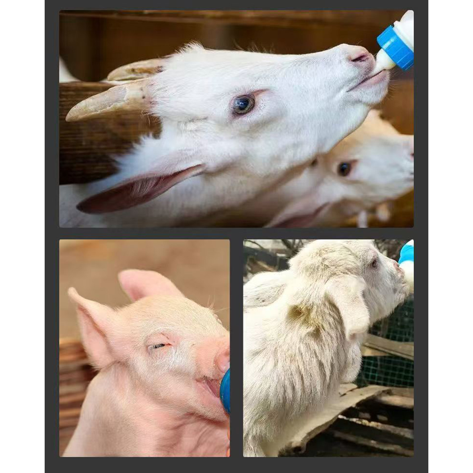 Portable Nurseries Weaner Cow Ranch Tool Calfs Feeding Baby Bottles Feeders for Various Species with User Friendly