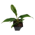 thumbnail image 2 of Jungle Boogie Philodendron- 2.5" Pot, 2 of 4