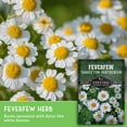 thumbnail image 3 of 5 Packs Feverfew Seeds - Bachelor's Buttons - Non-GMO Heirloom Perennial Herb Full Sun, 3 of 8
