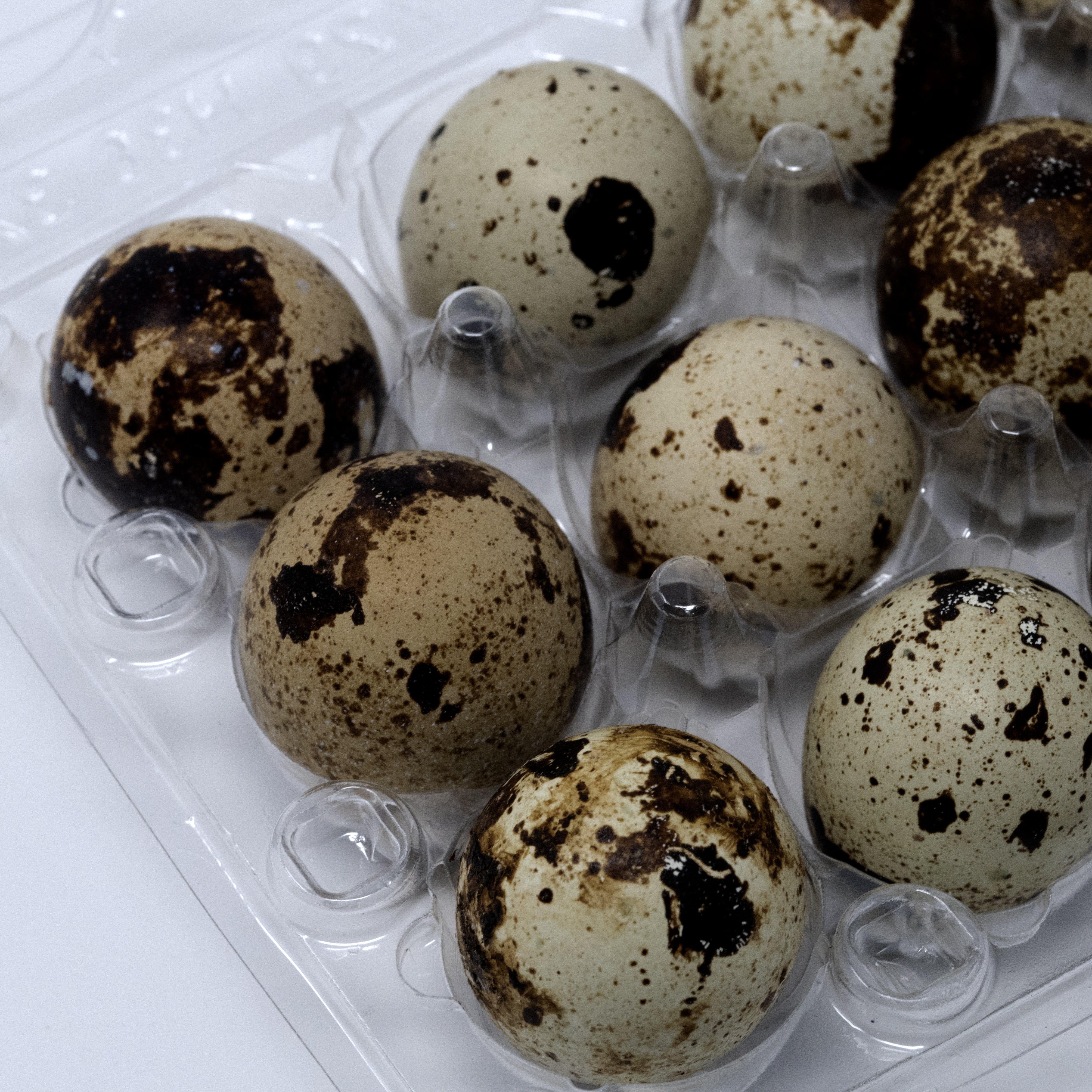 Premium Eco-Friendly Containers PVC Clear 100 Quail Egg Boxes for 12 Quail Eggs 