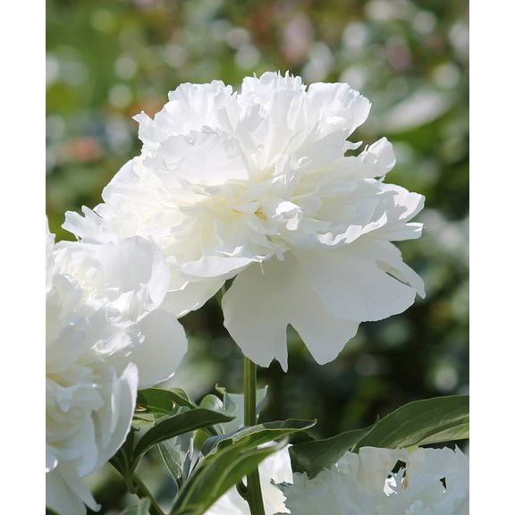 Duchess De Nemours Peony - 1 root division