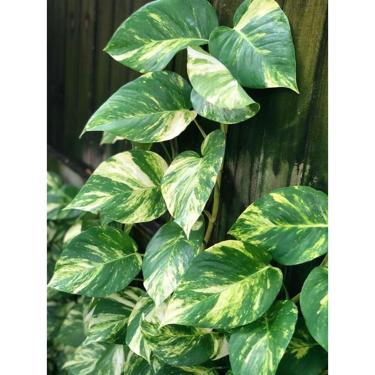 marble pothos plant Marble Queen Pothos – Lost in the Forrest