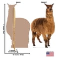 thumbnail image 5 of Advanced Graphics 3010 72 x 40 in. Llama Cardboard Cutout, 5 of 5