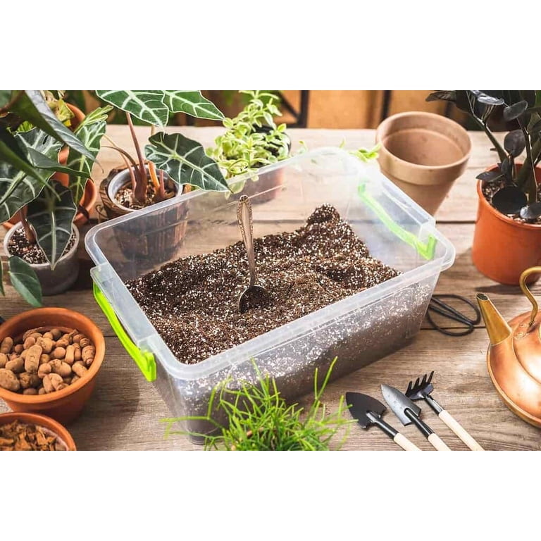 geigenfeige braune blattränder Geigenfeige auf Stamm (Ficus lyrata) – 150 cm – Ø27 cm Topf – Luna's Leaf  Co