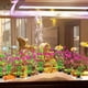 thumbnail image 4 of 10 piezas de plantas en acuario, pecera decorada con coloridos peces artificiales, pecera decorada con plantas de acuario., 4 of 5